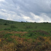 Investitie, Teren intravilan, 5800 mp, Campenesti thumb 1