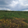 Investitie, Teren intravilan, 5800 mp, Campenesti thumb 2