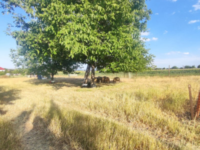 Teren intravilan, 1200 mp, in cartierul BAI SARATE TURDA